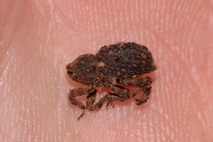 Poropterus difficilis