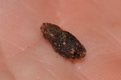 Poropterus difficilis