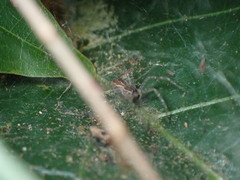 Dendrolycosa