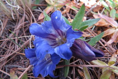 Gentiana spathacea
