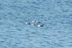 Synthliboramphus antiquus