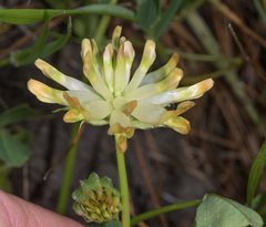 Trifolium fucatum