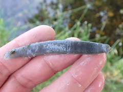 Haemopis lateromaculata