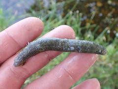 Haemopis lateromaculata