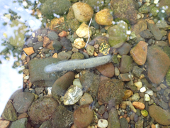 Haemopis lateromaculata