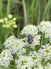 Trichodes ircutensis