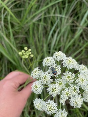 Trichodes ircutensis