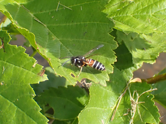 Vespula intermedia
