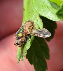 Entomophthora schizophorae