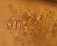 Entomophthora schizophorae