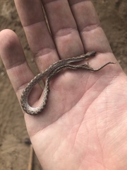 Hypsiglena ochrorhynchus klauberi