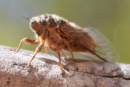 Van Duzee's Cicada photo 3