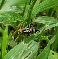 Rhagoletis striatella