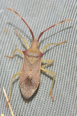 Gonocerus