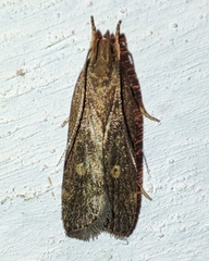 Helcystogramma triannulella