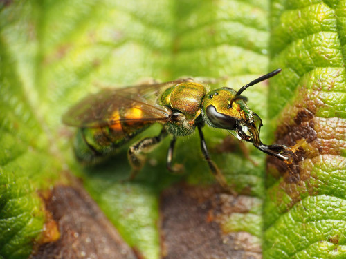 Pure Green Sweat bee photographed in Maryland