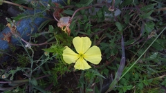 Oenothera pubescens