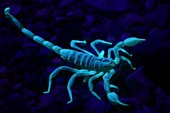 Paruroctonus gracilior