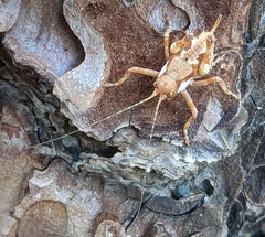 Aglaothorax ovata