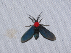 Psoloptera thoracica