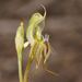 Pterostylis setifera - Photo (c) 
Reiner Richter, some rights reserved (CC BY)