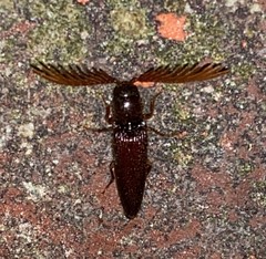 Dicrepidius palmatus