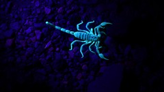 Paruroctonus gracilior