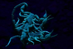 Paruroctonus gracilior