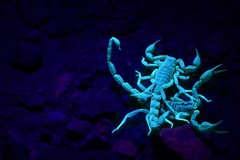 Paruroctonus gracilior