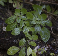 Pilea elliptica