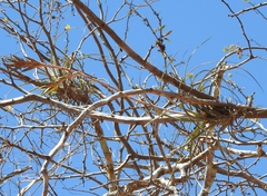 Tillandsia exserta