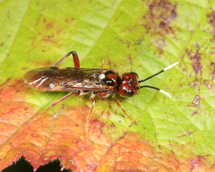 Taxonus terminalis