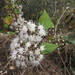 Ageratina mairetiana - Photo (c) Ivonne Nayeli Gomez-Escamilla, some rights reserved (CC BY-NC), uploaded by Ivonne Nayeli Gomez-Escamilla