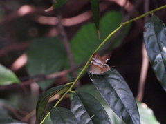 Abisara savitri