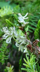 Exobasidium cassiopes