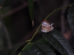 Abisara savitri