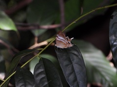 Abisara savitri