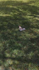 Gallus gallus domesticus