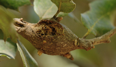 Dryocosmus asymmetricus