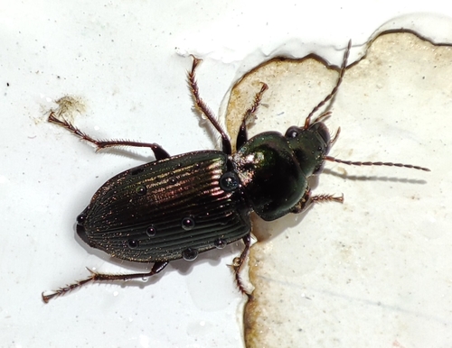 Saltmarsh Short-spur