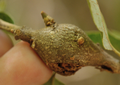 Dryocosmus asymmetricus