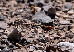 Erpetogomphus lampropeltis