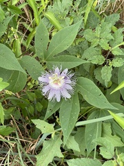Passiflora incarnata