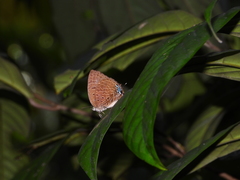 Arhopala silhetensis