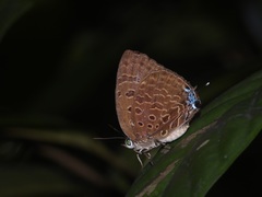 Arhopala silhetensis