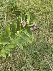 Asclepias syriaca