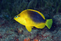 Hypoplectrus guttavarius