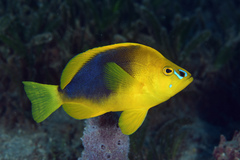 Hypoplectrus guttavarius