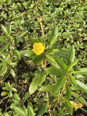 Ludwigia peploides