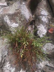 Asplenium × alternifolium